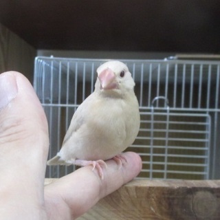 鳥小動物の販売 - 横浜市