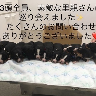 生後2ヶ月 バーニーズマウンテンドッグ