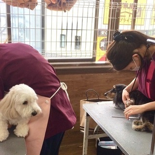 習うなら今でしょ！！新コースが嬉しい！神戸愛犬美容専門学院　姫路校・神戸校の画像