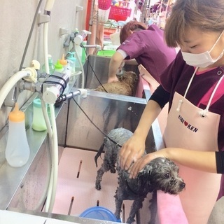 習うなら今でしょ！！新コースが嬉しい！神戸愛犬美容専門学院　姫路校・神戸校の画像