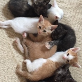 【里親】大垣、子猫1ヶ月半