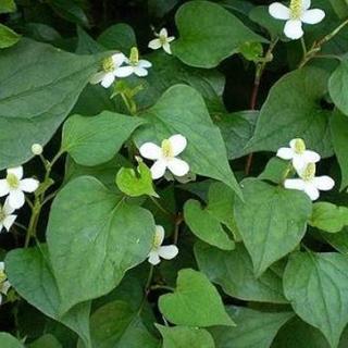 🌱ドクダミ 🌱    🌱ユキノシタ🌱