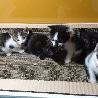 子猫、里親探しています