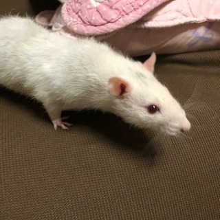 ファンシーラット