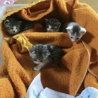 里親募集です