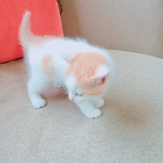 仔猫の里親募集　一旦募集を終了します - 大津市