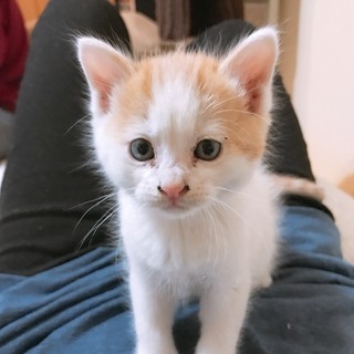 仔猫の里親募集　一旦募集を終了します - 猫