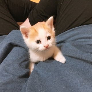 仔猫の里親募集　一旦募集を終了します − 滋賀県