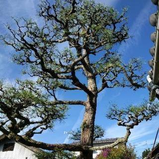 庭木の剪定 除草 消毒  などなど    シロアリ対策  御相談...
