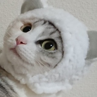 犬欲しいです🐩