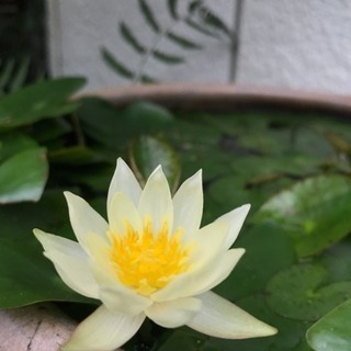 とある庭師です