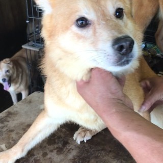 多頭飼育現場で家族を待っています！まだ1歳未満の可愛い臆病君を宜...