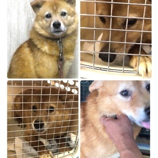 多頭飼育現場から！僕の家族になって下さい！中型の大人しい男の子が...