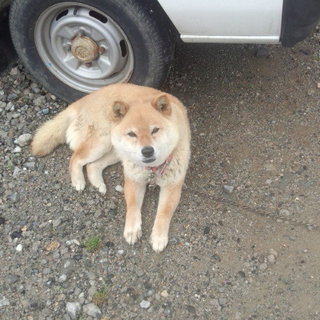雌の柴犬5歳もらってください。
