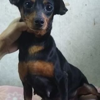 ミニチュアピンシャー