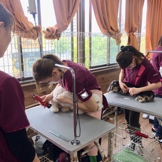 高齢犬になると飼い主がお手入れをしないといけなくなります。その日に備えて、今習っておきましょう！神戸愛犬美容専門学院　姫路校・神戸校の画像