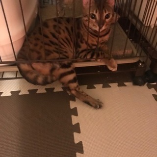 ベンガル猫 ♂ 2歳🐱