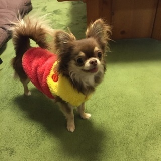 犬友