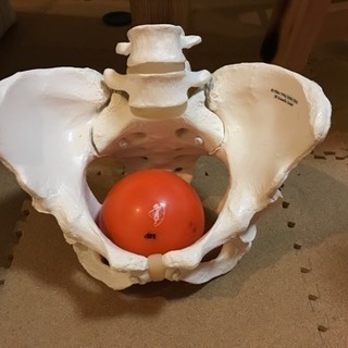 マタニティ骨盤力エクササイズの画像