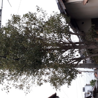 🌲 【木の伐採・剪定】ならヘルプマンにお任せ！ 🌲  ✅ …