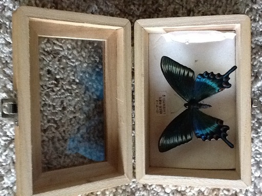 1羽ー蝶の標本