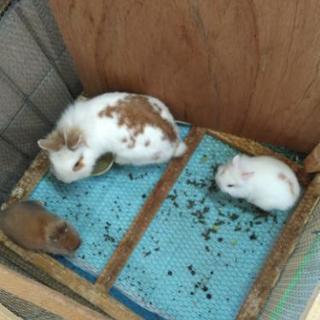 仔ウサギ