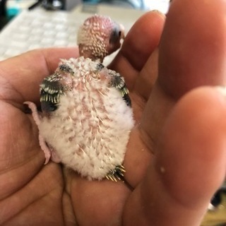 四月生まれのインコです。