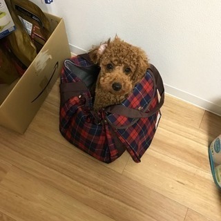 犬友が欲しいです☆ - 大宮