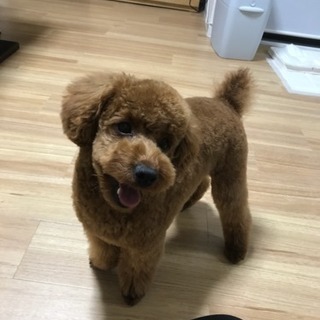 犬友が欲しいです☆ - 友達