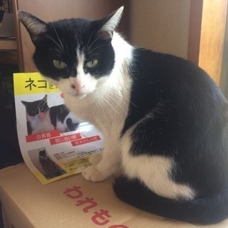 白黒ネコ見つかりました！