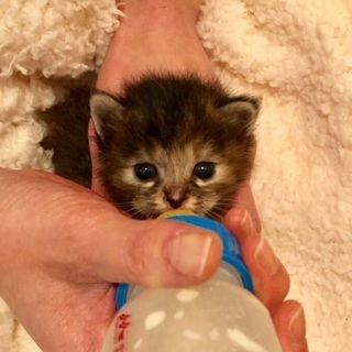 ほわほわの可愛いさヤンちゃん