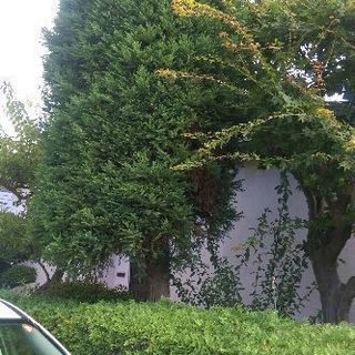 お庭のお手入れ、草刈、除草、倒木、害虫害獣駆除はお任せ下さ…