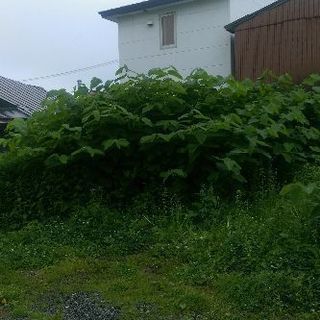 お庭のお手入れ、草刈、除草、倒木、害虫害獣駆除はお任せ下さい！     - 函館市