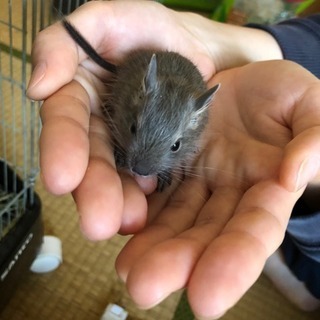 デグー✳︎里親募集します！ − 三重県