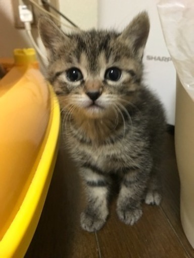 猫 優しいキジトラちゃん 額付 53cm×41cm 色色