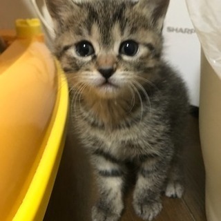 キジトラ柄 生後１ヶ月 子猫