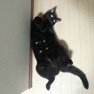 あねら　7歳　メス♀️