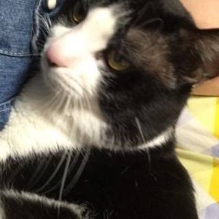 兄弟猫です