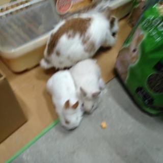 うさぎ