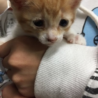 猫好きサンお願いします
