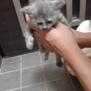 投稿し直し 🙏 里親募集 🐈🐾
