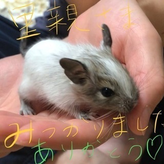 デグー✳︎里親募集します！ - 里親募集