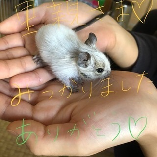 デグー✳︎里親募集します！ - 鈴鹿市