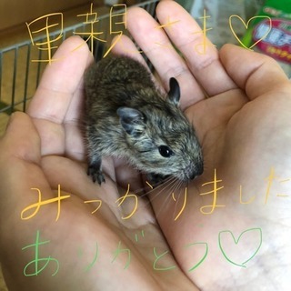 デグー✳︎里親募集します！ - その他