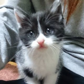 この子の里親さんになってください