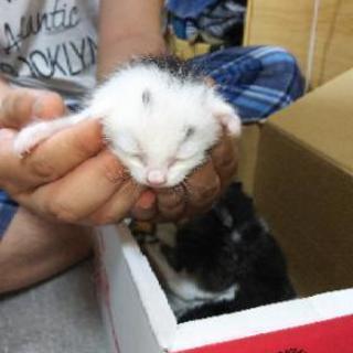 里親探してます！