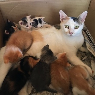 生後3週間の子猫たちです