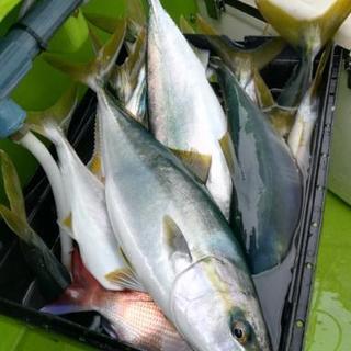 船釣り行きませんか【平日】 - メンバー募集