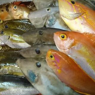 船釣り行きませんか【平日】 - 港区