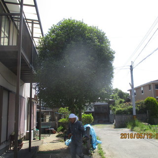 福岡剪定、きんもくせい、便利屋、格安